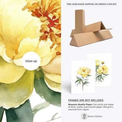 Yellow Peonies Wall Art - Set of 2 Botanical Prints