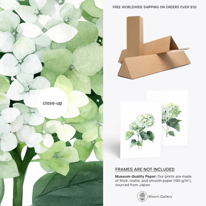 Green Hydrangeas Wall Art - Set of 2 Botanical Prints