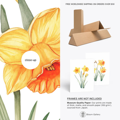 Daffodils Wall Art - Set of 2 Botanical Prints