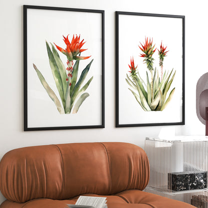 Aloe Plant Wall Art - Set of 2 Botanical Prints