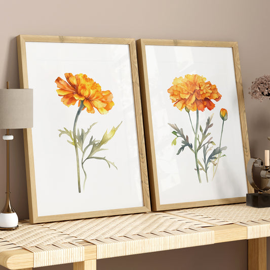 Orange Marigold Flower - Set of 2 Botanical Prints