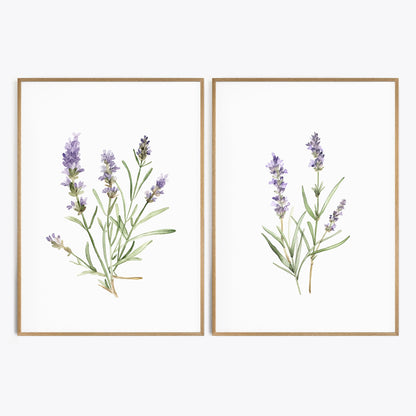 Lavender Wall Art - Set of 2 Botanical Prints - Bloom Gallery