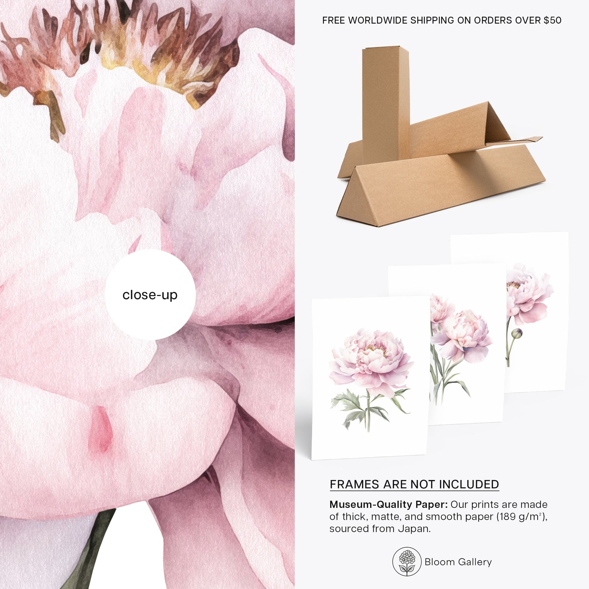 Light Pink Peonies - Set of 3 Botanical Prints - Bloom Gallery