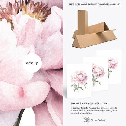 Light Pink Peonies - Set of 3 Botanical Prints - Bloom Gallery