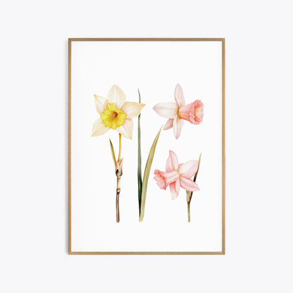 Daffodils Botanical Print - Elegant Wall Decor