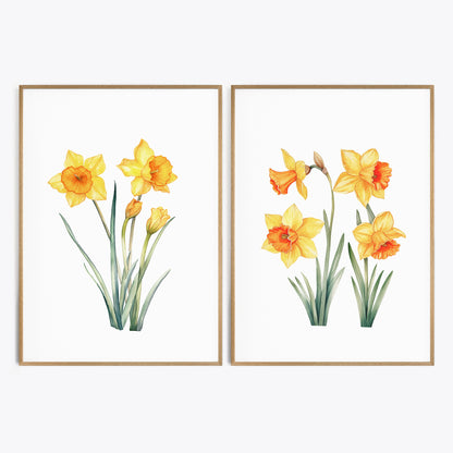 Daffodils Wall Art - Set of 2 Botanical Prints