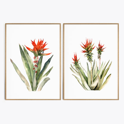 Aloe Plant Wall Art - Set of 2 Botanical Prints