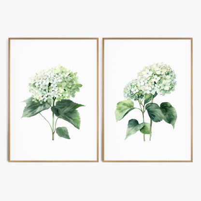 Green Hydrangeas Wall Art - Set of 2 Botanical Prints